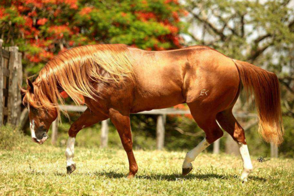 Cavalo Quarto de Milha - Image 5