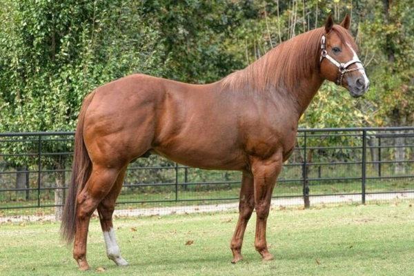 Cavalo Quarto de Milha - Image 4