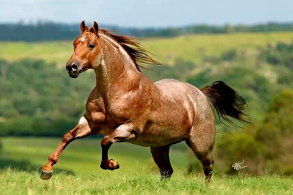 Cavalo Quarto de Milha - Image 2